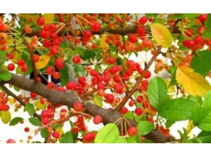 ɽ���ӵĸ����� ɽ���ӵĹ�Ч������