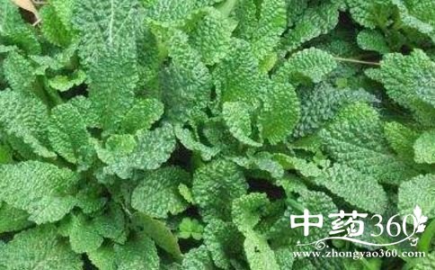 乳腺癌患者可以吃蟾蜍草吗 乳腺癌可以吃蟾蜍草吗 蟾蜍草的功效与作用
