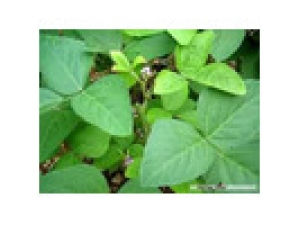 �ڴ�Ҷ_�ڴ�Ҷ�Ĺ�Ч|��������