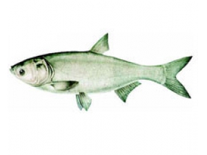 �����ʳ������ Ӫ������ �����Ⱥ