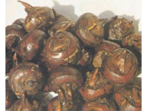 ݩ���۵����� ݩ���۵�Ӫ������