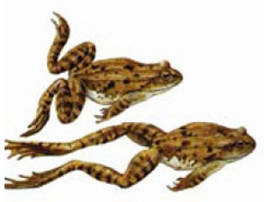 �Ｆ��ʳ������ �Լ�Ӫ������