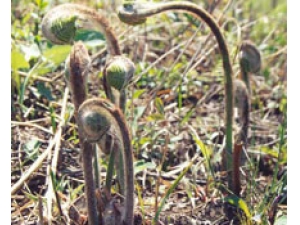 ʲô��ޱ�� ޱ�˵�ʳ������