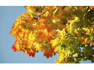 ���Ӧ�����ϻ� С�����֧��