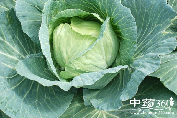 baicaidegongxiaoyuzuoyong 