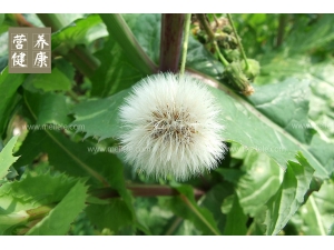 �ѹ�Ӣ�Ĺ�Ч����Щ���ѹ�Ӣ��Ч��������⣡