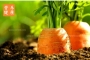 胡萝卜的功效与作用有哪些_详细介绍吃胡萝卜的好处！