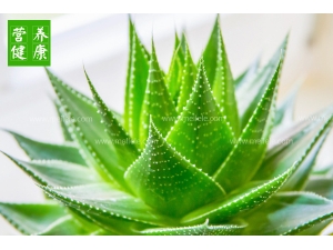 «����ʲô��Ч_«����Ч������ȫ�⣡