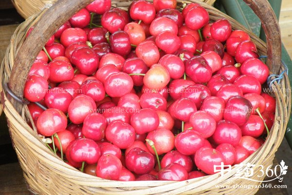 yingtaoyingyangjiazhijigongxiao 