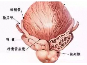 Ӱ��ǰ���ٵ���������Щ ��Щ����ϰ��Ӱ��ǰ���ٽ���