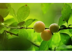 ����������ʲô ��Щʳ��ȼ���������