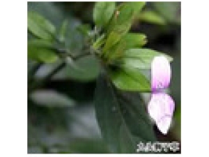 ��ͷʨ�Ӳ�_��ͷʨ�ӲݵĹ�Ч|�÷�����