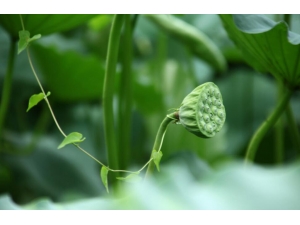 ��Ѫѹ��ʲôˮ����_��Ѫѹ�Ե�ˮ���Ƽ���