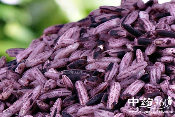 zimideyingyangjiazhijigongxiao 