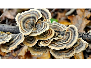 Ұ����֥����̬ Ұ����֥����ȱ��