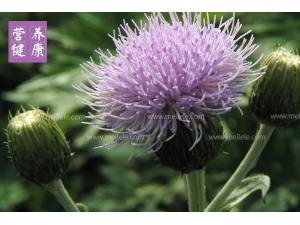 �в�ҩ֪ʶ��С���Ĺ�Ч����������Щ��