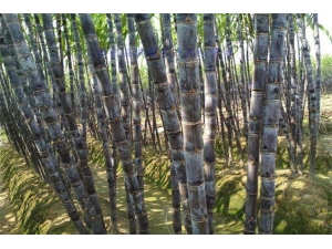 ��ʲôʳ����Խ���_���Խ����ʳ��ȫ���ޣ�