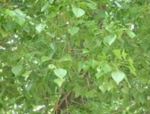 小叶杨的各家论述