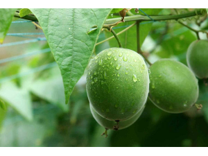 ֹ�Ȼ�̵��ʳ������Щ_ֹ�Ȼ�̵��ʳ���ȫ��