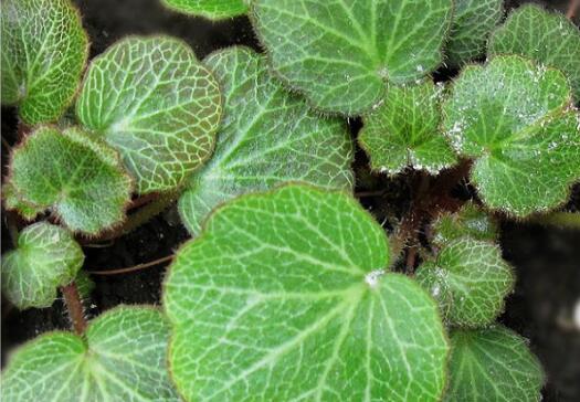 虎耳草的临床应用