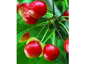 �����˳�ʲôˮ����?����ˮ����Ѫ�ܽ�Ѫ��