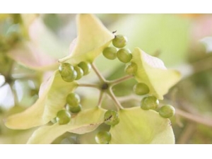 ��ͩ���ݾƺȵĽ��� ��ͩ�ӵ��÷��Լ�����