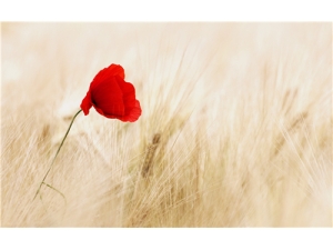 �컨���������� �컨��Ҷ�ݽű���