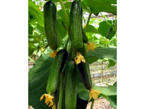 ��ʳ����?�Իƹ���ע���������