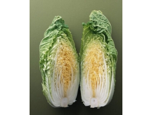 ��ʳ��ʶ?�ܳ����˵�14�ֳ���ʳ��