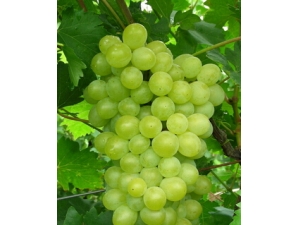 ���ѵ�Ӫ����ֵ?�������н�����