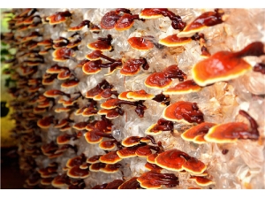 Ұ����֥���������֥������  ��Ұ����֥�û�