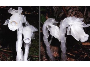 ڤ��֮������Щ��Ч ڤ��֮����ҩ�ü�ֵ