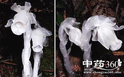 ڤ֮ʲô ڤ֮ ˮĹЧ