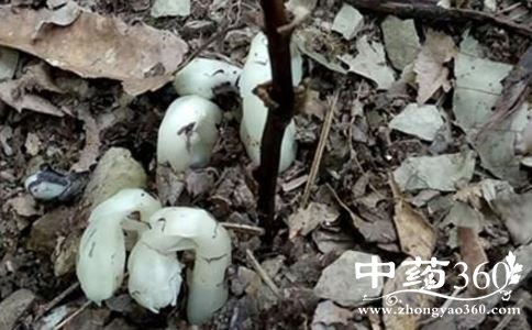 ڤ֮ʲô ڤ֮ ˮĹЧ