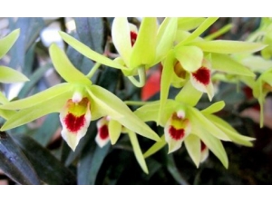 ��Ƥʯ�����ĳԷ� ��Ƥʯ�����Ĺ�Ч