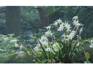 ��Ƥʯ�����Ĺ�Ч���� ��Ƥʯ�������ڿ��Գ���