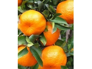 ���س�ʲôˮ����?����Ҫ������9��ˮ��