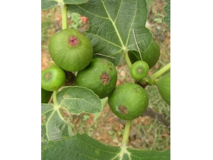 ţƤѢ��ʳ?�ʺ�ţƤѢ����ʳ�õ�ˮ��