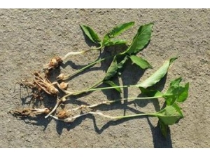 �������ж��������ȷʹ�ã�