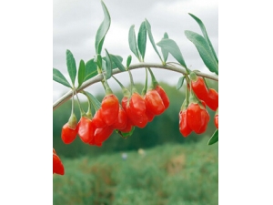 ��ʲô����?4����ʳ�����ࡰ���ʹ�����