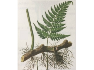 �ӹ�������鲹�ĳɷֹ�Ч��ʲô��