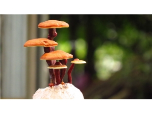 ��Щ����Ҫ����֥ ��Щ���ʺ�����֥����