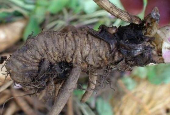 蜘蛛香的药理作用