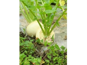 ��ݼ��Ӫ����ֵ?��ݼ��ҩ�ü�ֵ