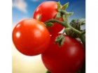 晚餐吃西红柿减肥更有效?西红柿减肥食谱