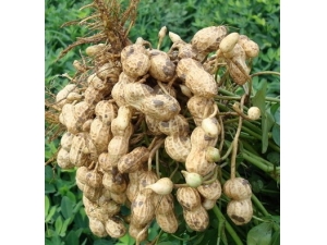 ����������?��ѹ��֬