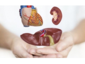 ��ʲô������ ���ε�ʳ������Щ