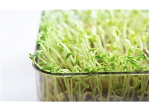 ��Щʳ�﷢ѿ���ܳ� ��ѿ��ʳ���ܳ���