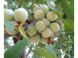 �԰׹��Ŀ�ѧ��ȷ����?�׹�Ӫ����ֵ��