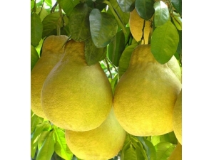 ����������ʣ���µ����ӳԷ�